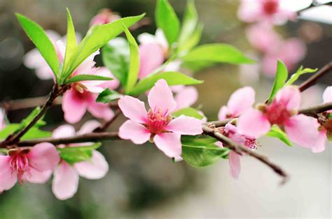 什麼是桃花|桃花：春天的絕美使者